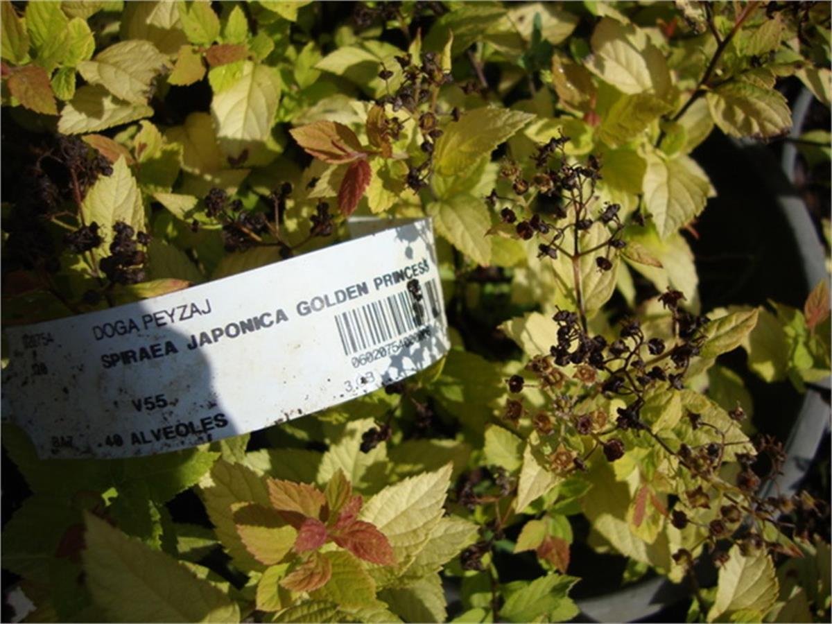 Spirea japonica Golden Princess Altuni Keçisakalı İspirya fidanı