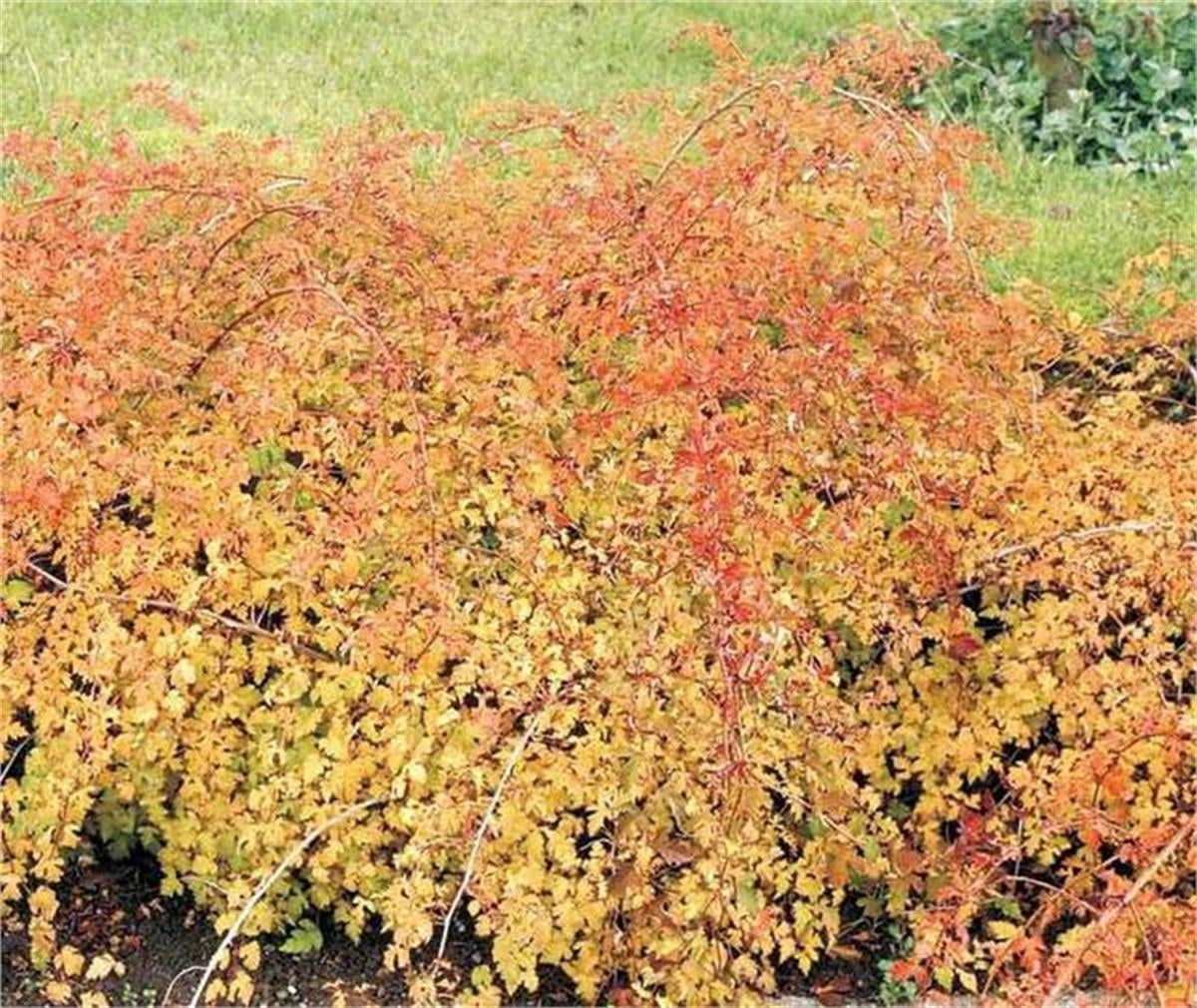 Stephanandra incisa crispa Dantel çalısı fidanı