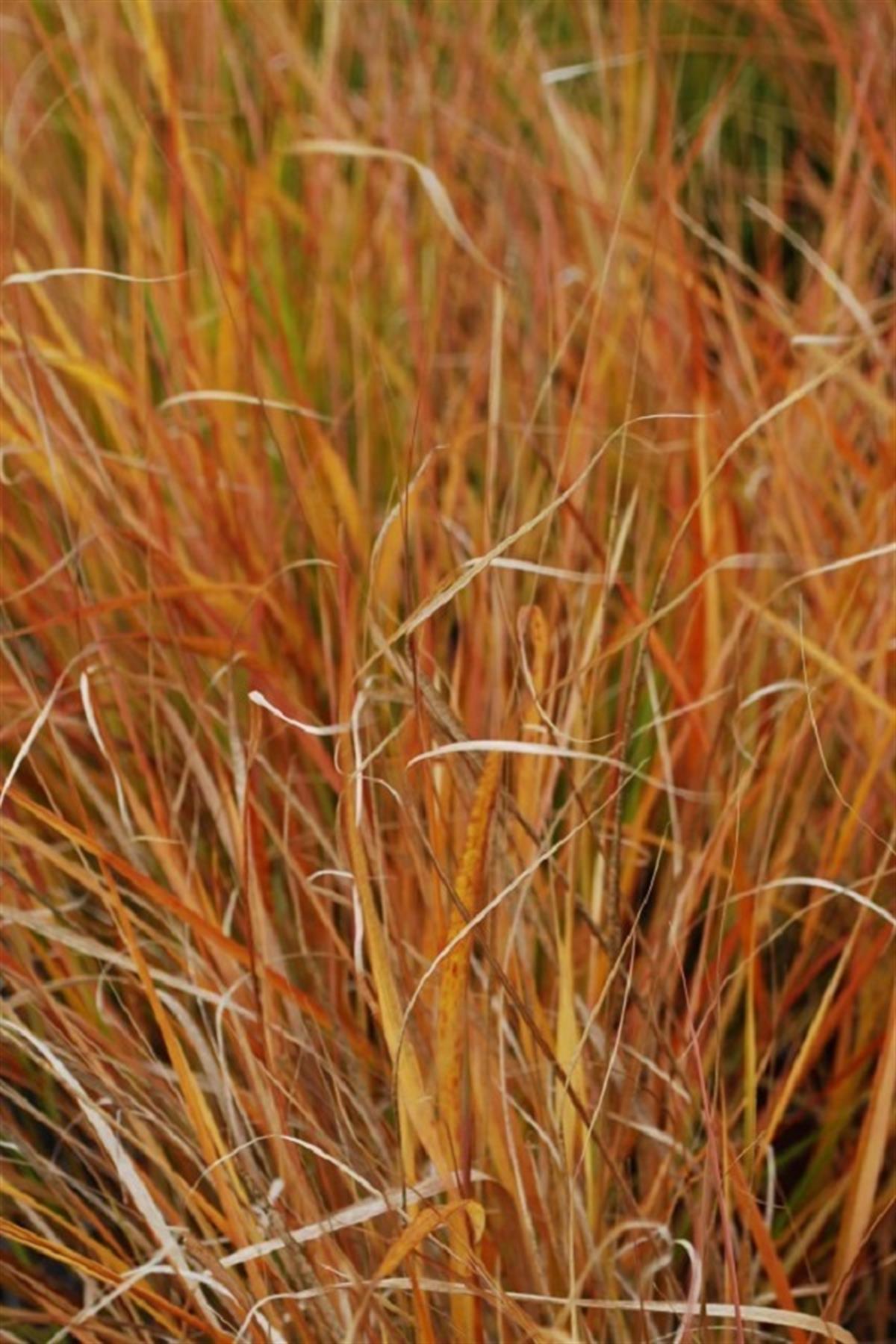 Stipa arundinacea rüzgar otu, at kuyruğu fidesi Sirocco
