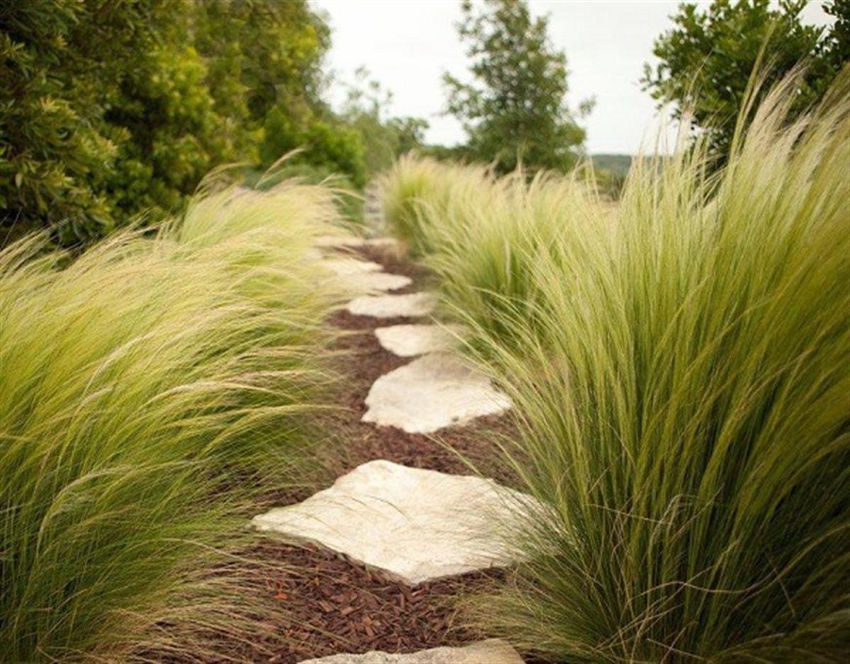 Stipa tenuissima Pony Tails Sorguç otu