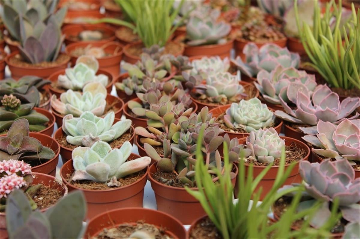 Succulent Mix Karışık Sukulent Fideleri Nadir Çeşitler