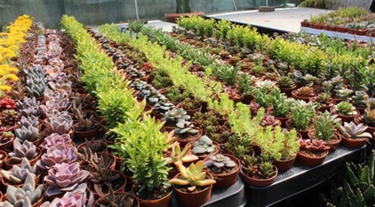 Succulent Mix Karışık Sukulent fideleri