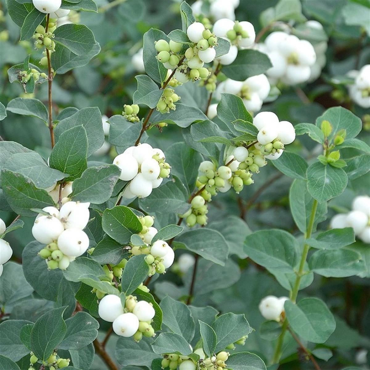 Symphoricarpos d. White Hedge Beyaz İnci Çalısı fidanı