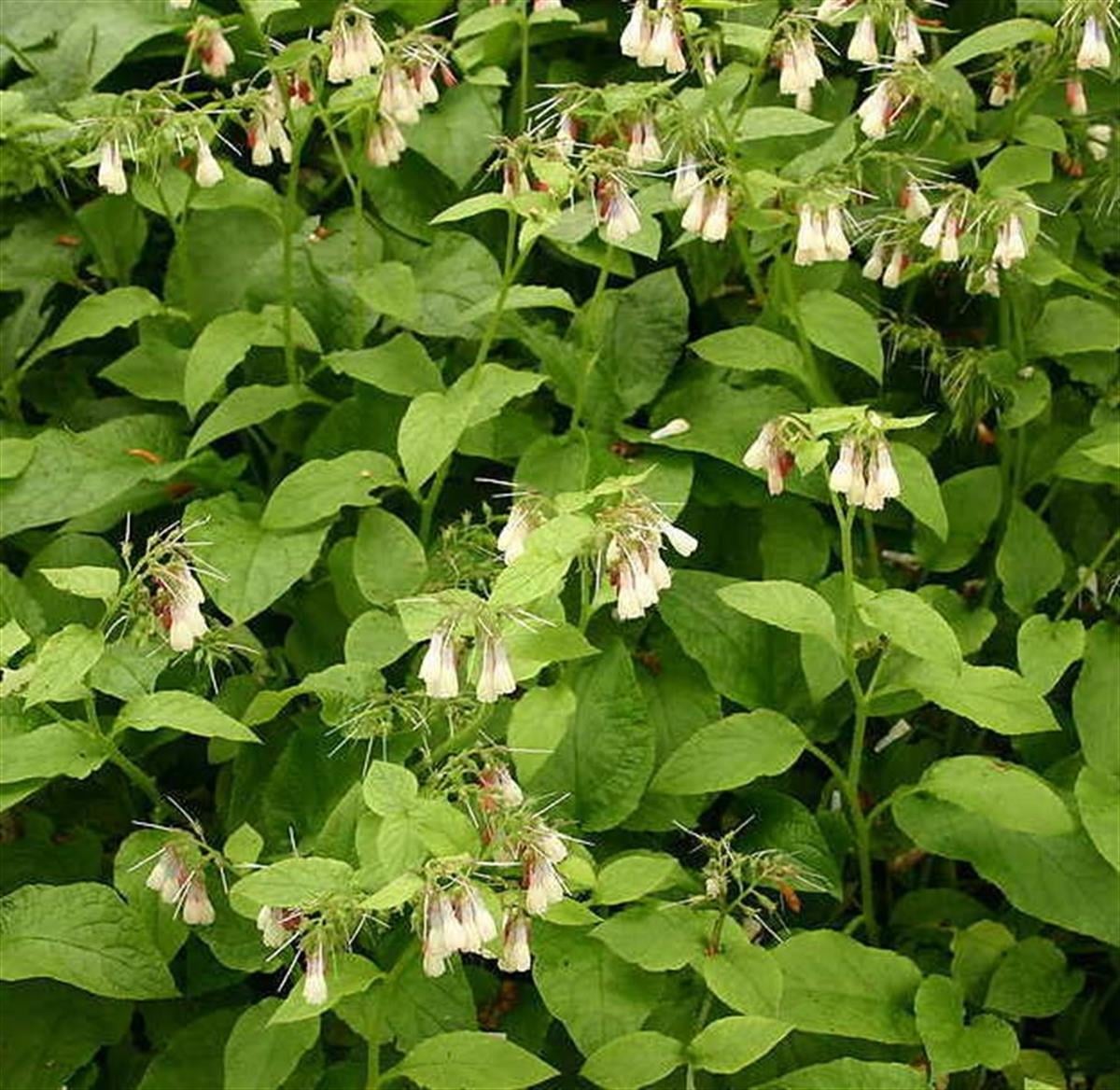 Symphytum grandiflorum Sarımsı-beyaz Karakafes otu fidesi