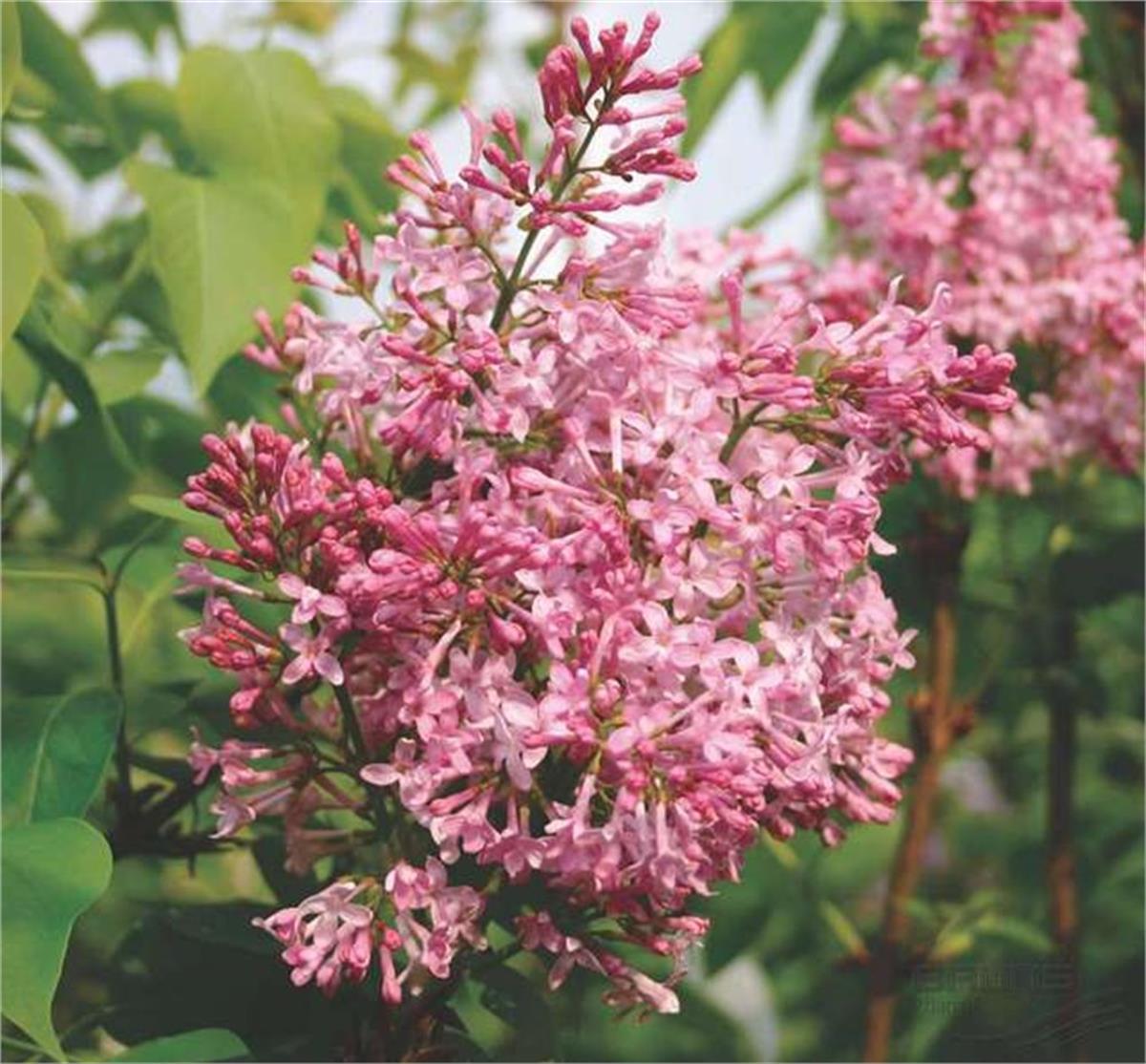 Syringa hyacinthiflora California rose pembe leylak fidanı