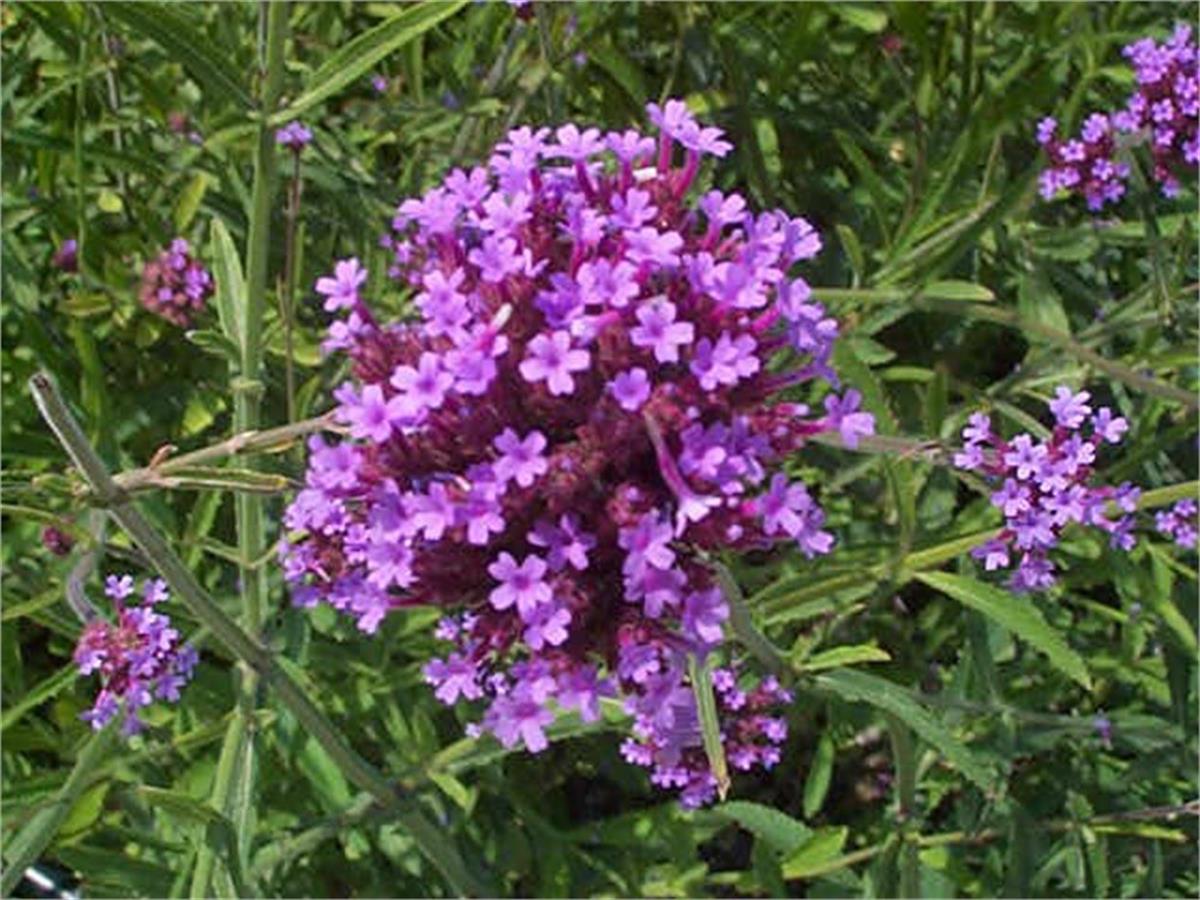 Syringa laciniata parçalı yapraklı leylak fidanı