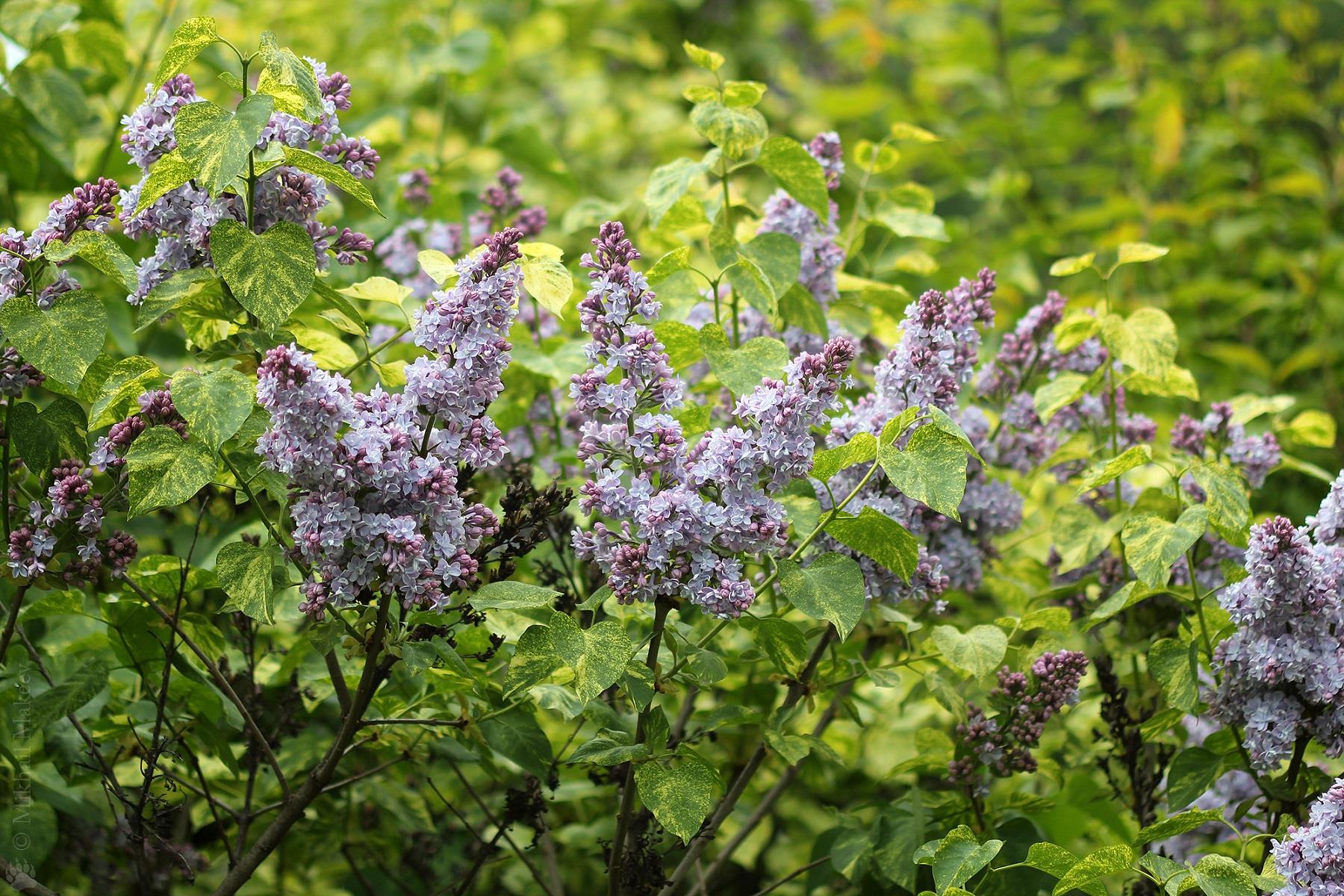 Syringa microphylla Aucubaefolia Leylak fidanı