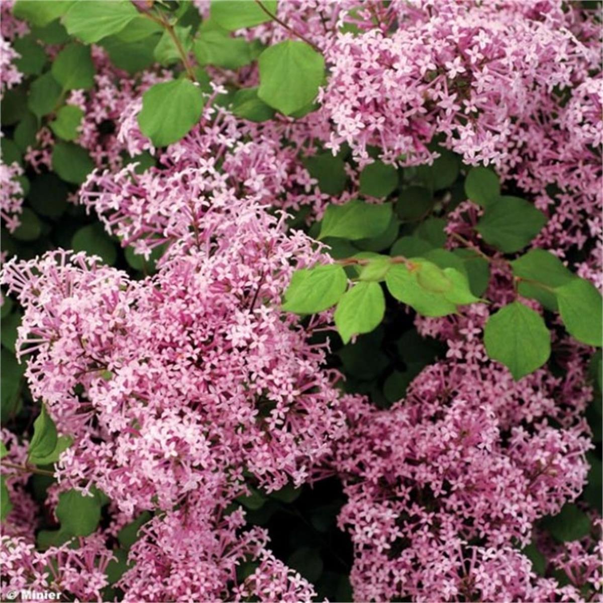 Syringa microphylla Red pixie bodur leylak fidanı