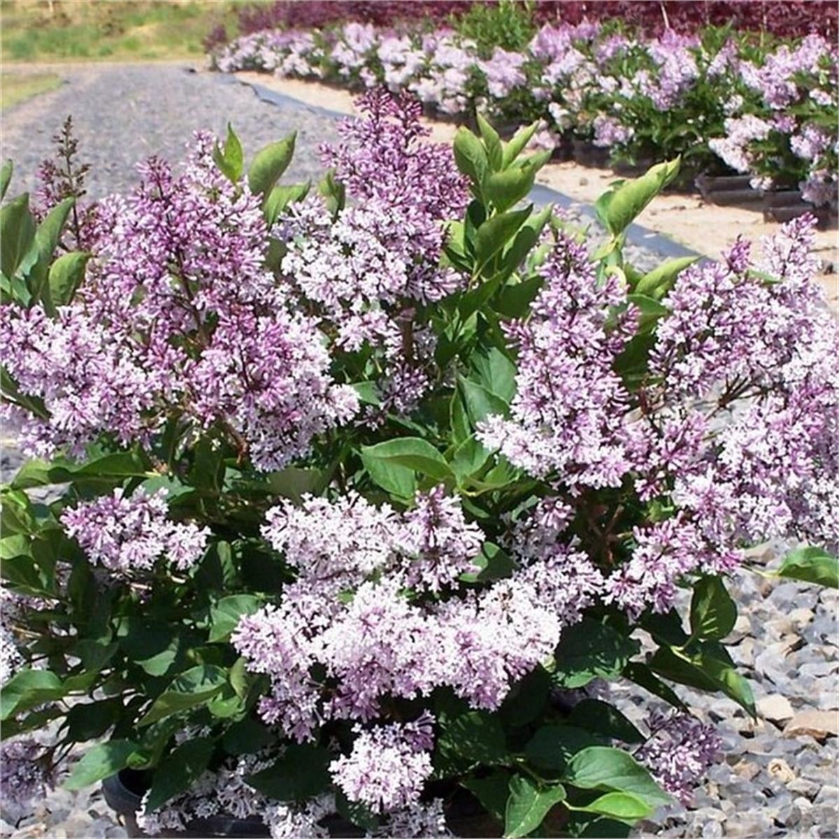 Syringa patula Miss kim Leylak fidanı