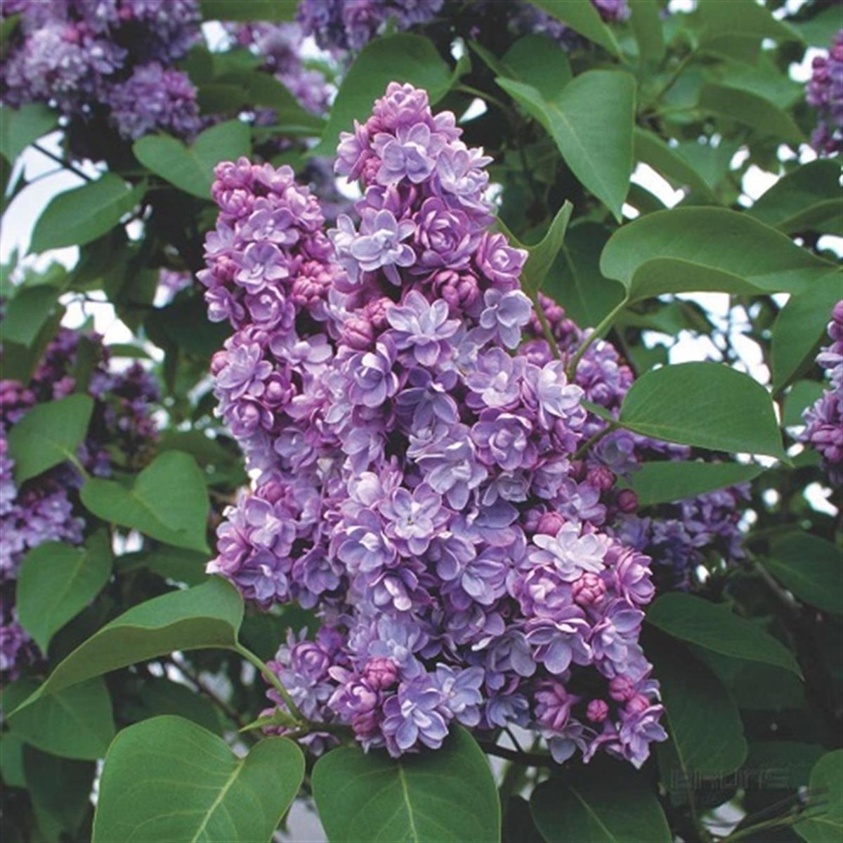Syringa v. Michel Buchner Leylak fidanı