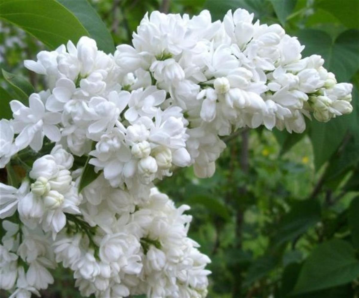 Syringa v. mme florent stepman Katlı Katmerli Beyaz Leylak fidanı