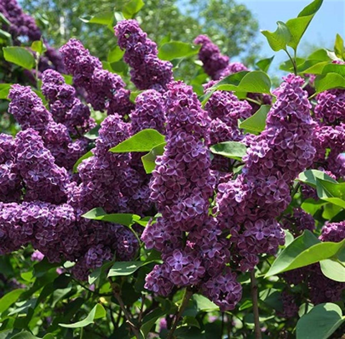 Syringa v. Ruhm von Horstenstein Leylak fidanı
