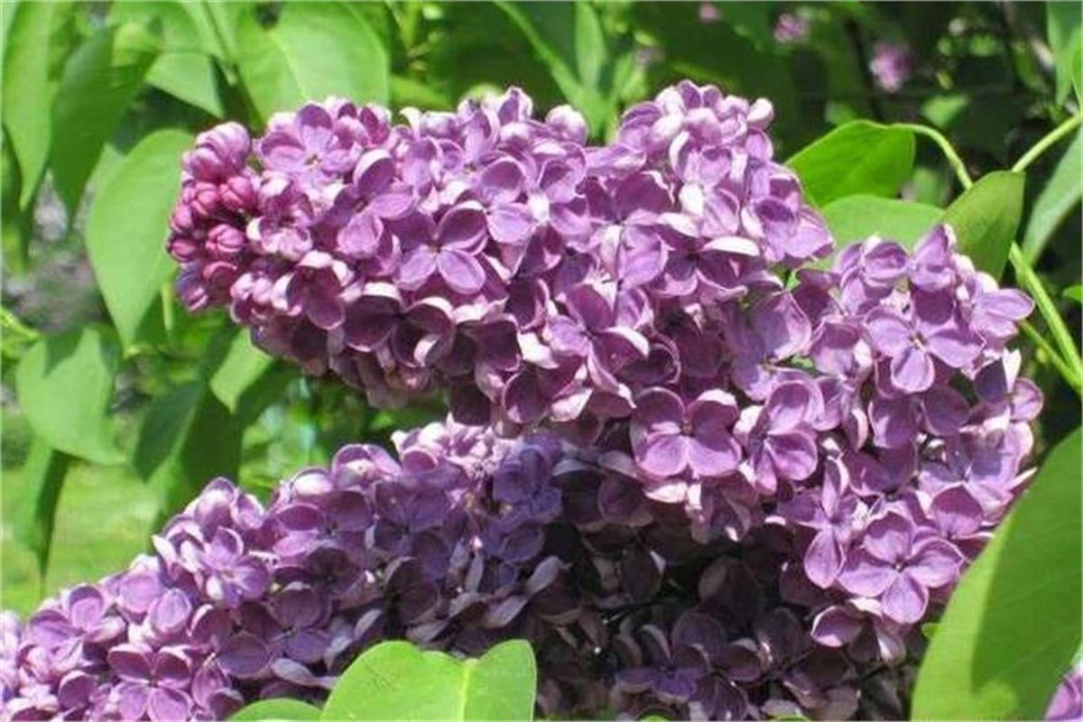 Syringa vulgaris Amethyst pembe leylak fidanı