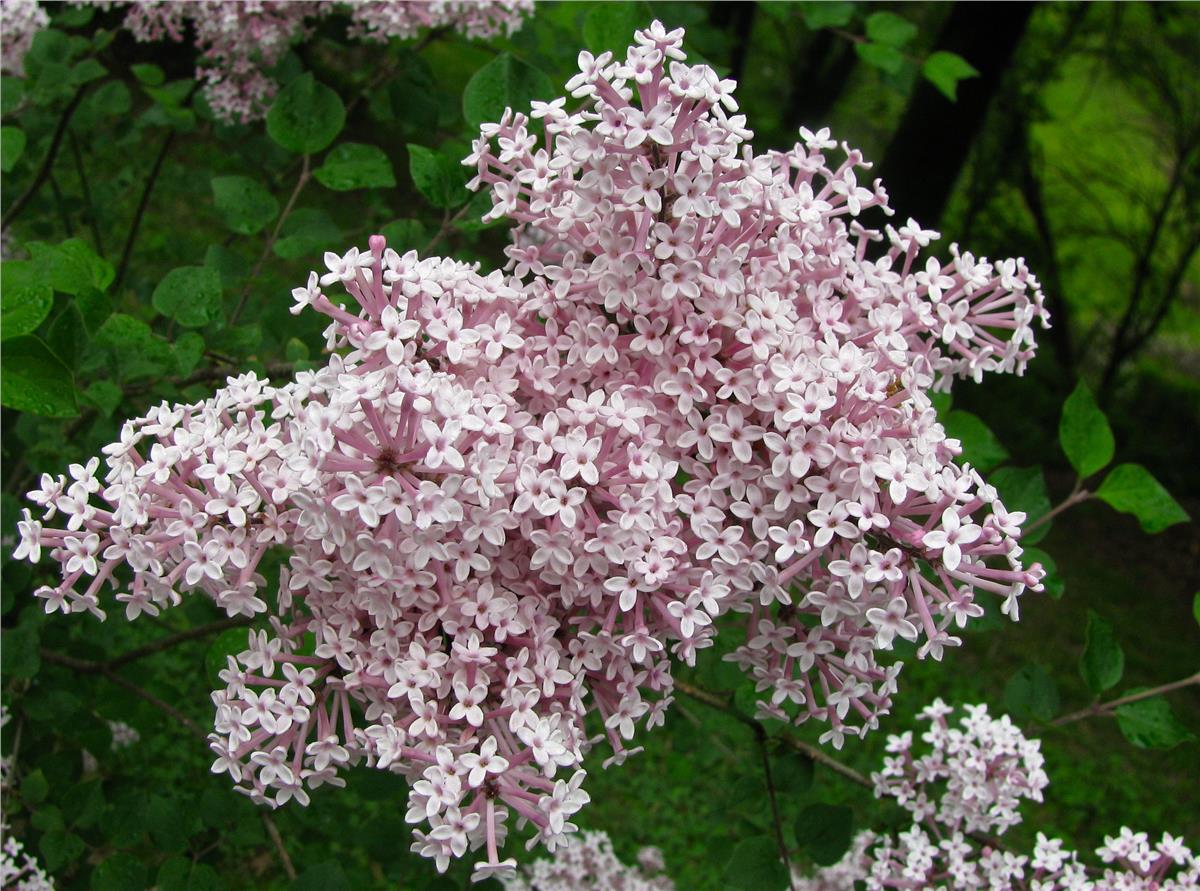Syringa vulgaris Josee Leylak fidanı