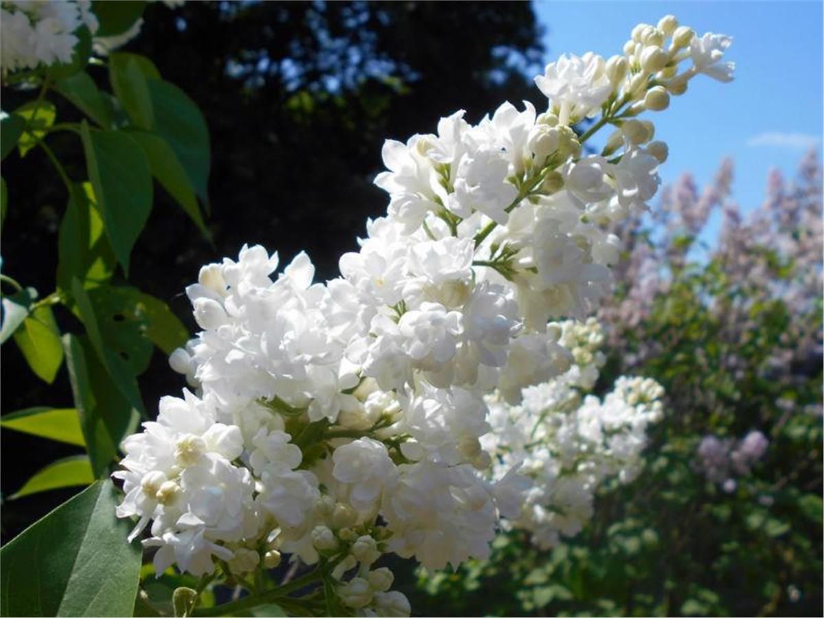 Syringa vulgaris Miss Ellen Willmott Leylak fidanı