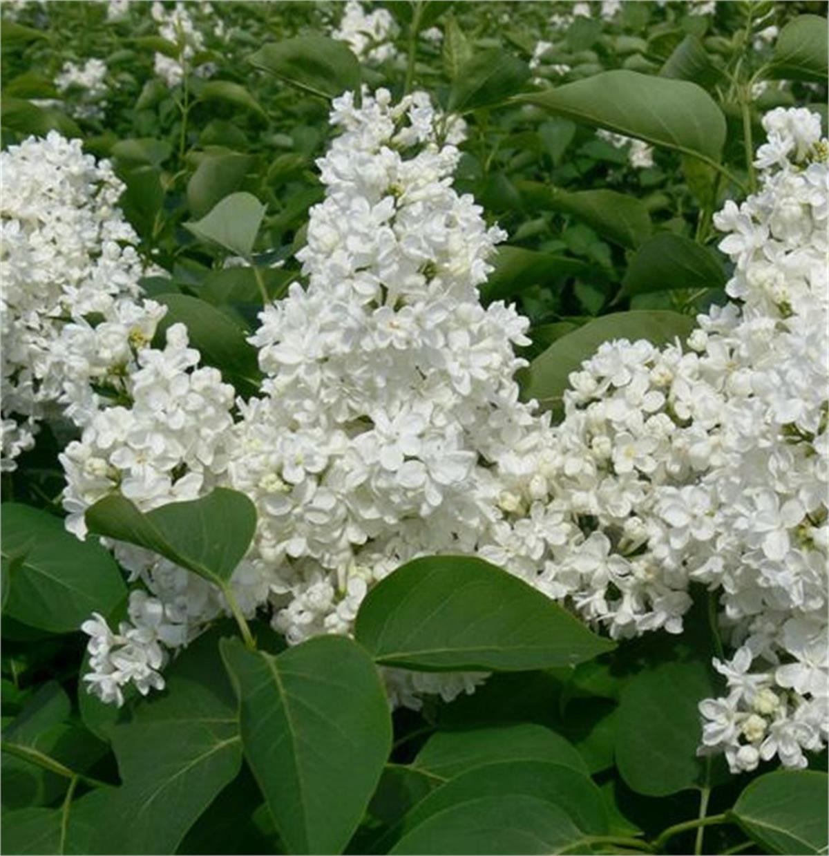 Syringa vulgaris Mme lemoine Beyaz Leylak fidanı
