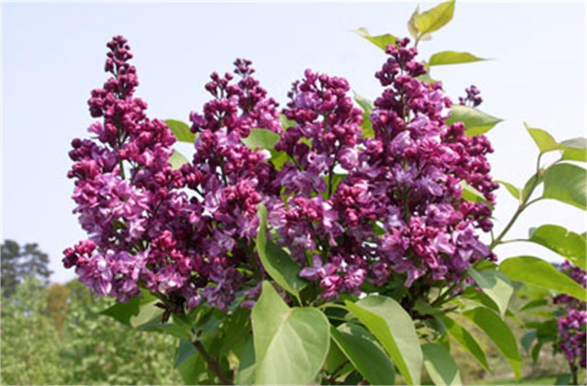 Syringa vulgaris Mrs Edward Harding Katlı kırmızı leylak fidanı