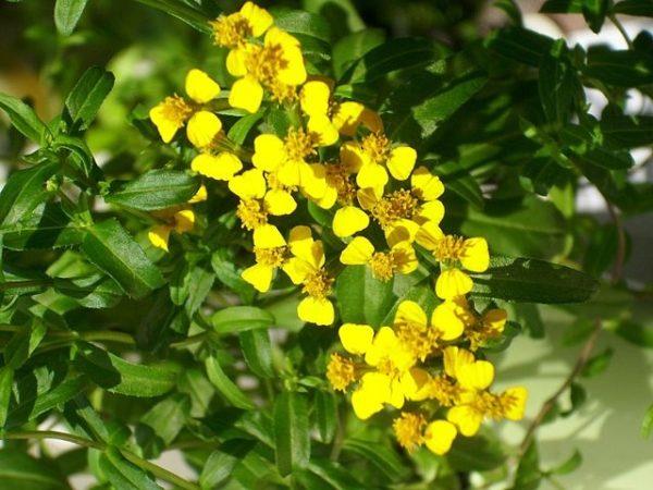 Tagetes lucida 'Estragon du Mexique' Meksika Tarhunu Fidesi