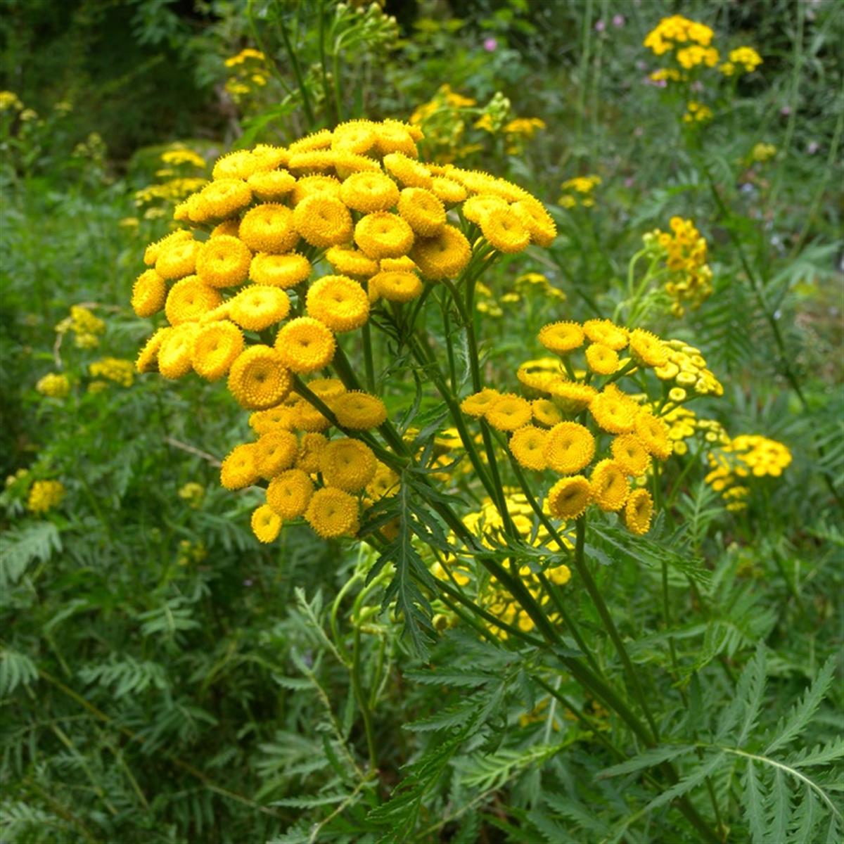 Tanacetum vulgare Solucan Otu fidesi