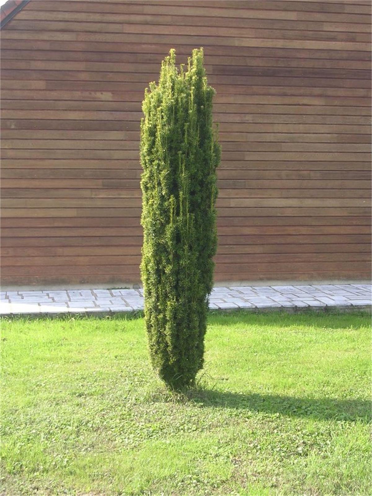 Taxus baccata Fastigiata aurea Altuni Sütun Porsuk fidanı