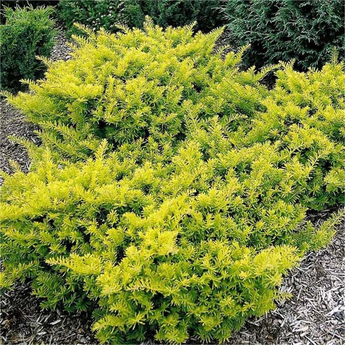 Taxus baccata Summer gold altuni bodur porsuk fidanı