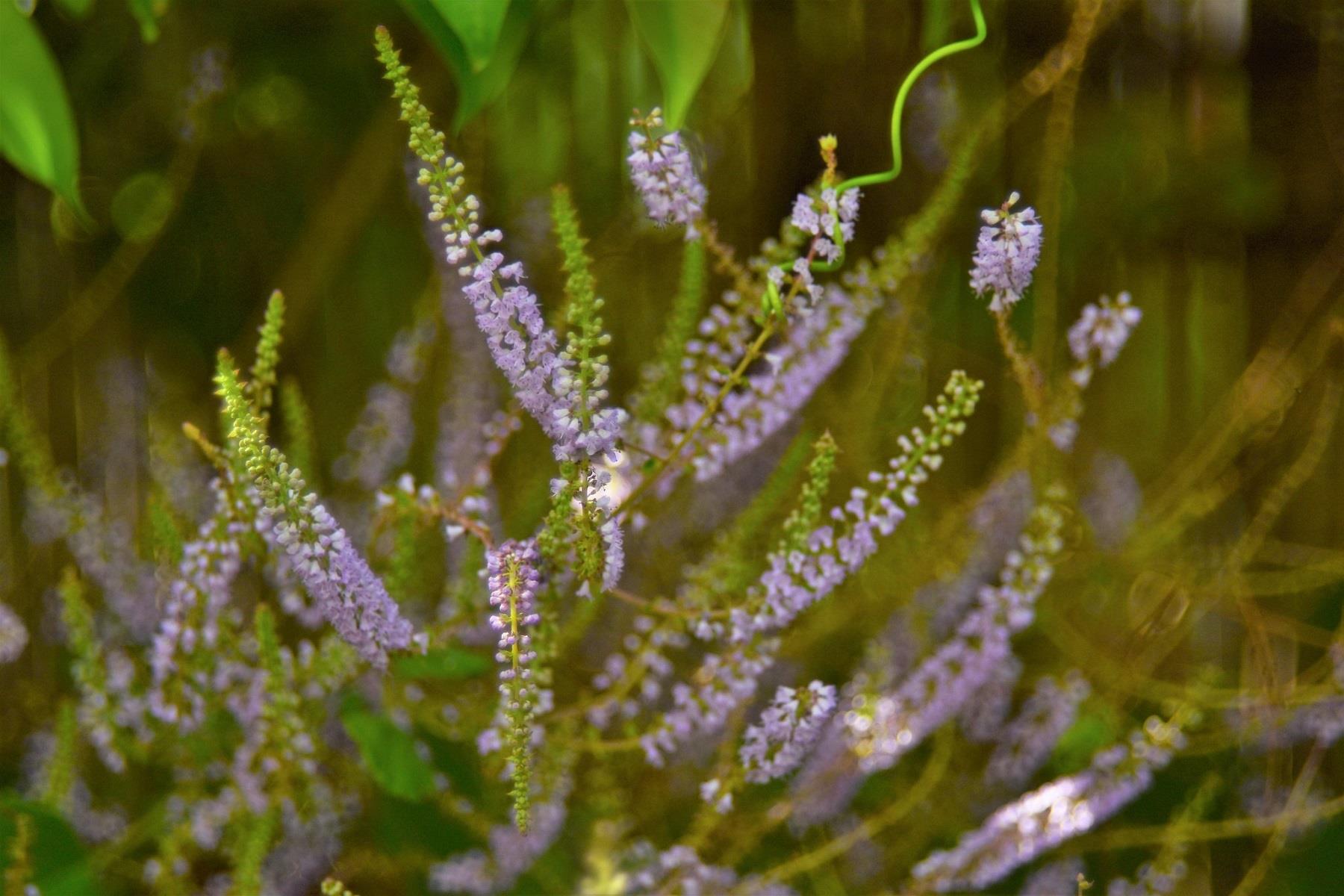 Tefarik Paçuli fidesi