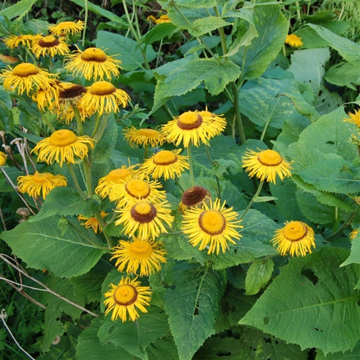 Telekia speciosa Andız Otu fidesi