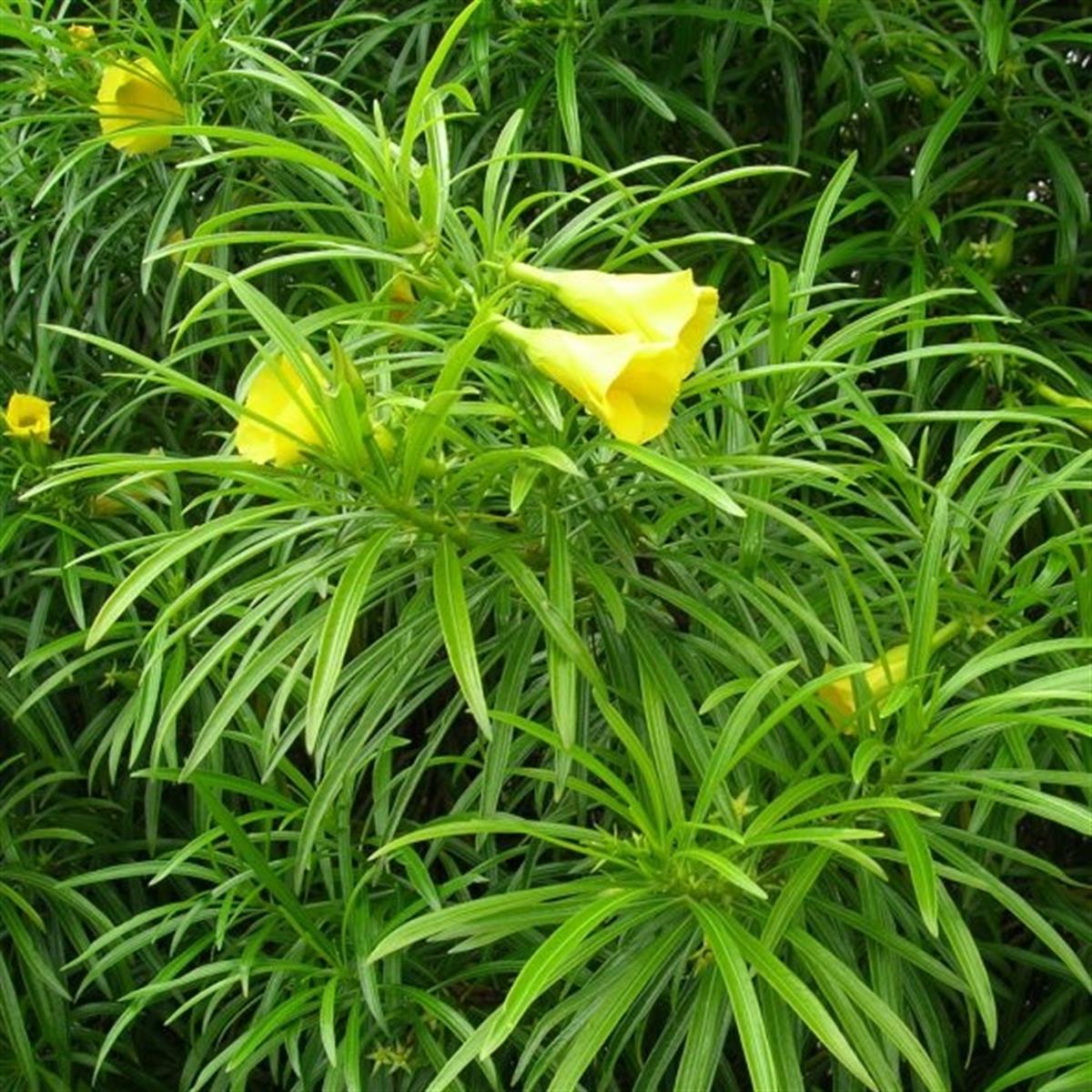 Thevetia peruviana Peru Zakkumu
