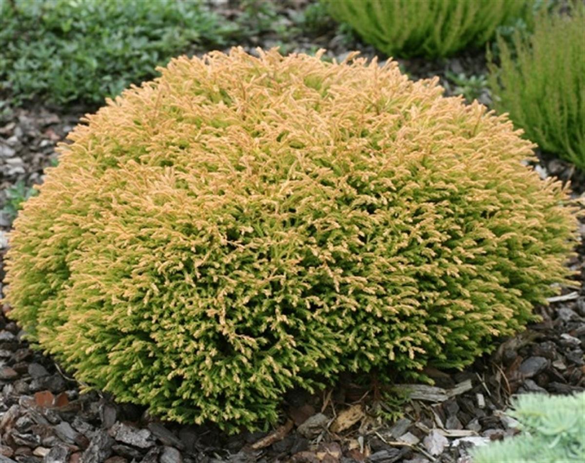 Thuja occidentalis Golden Tuffet Mazı fidanı
