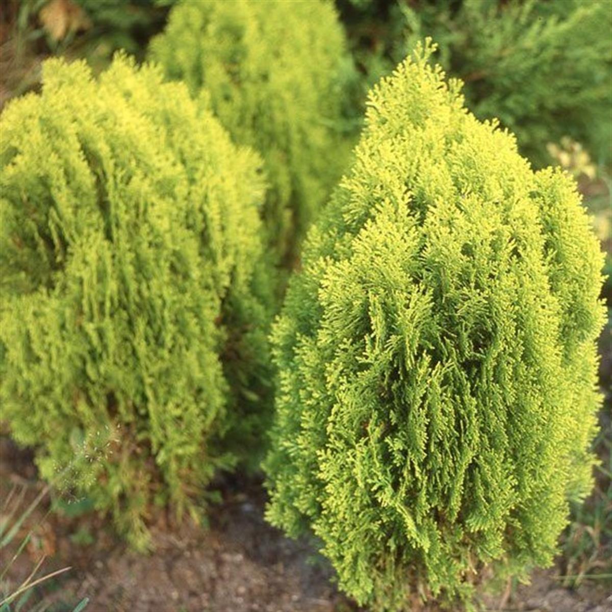 Thuja orientalis compacta Aurea nana Top Mazı fidanı