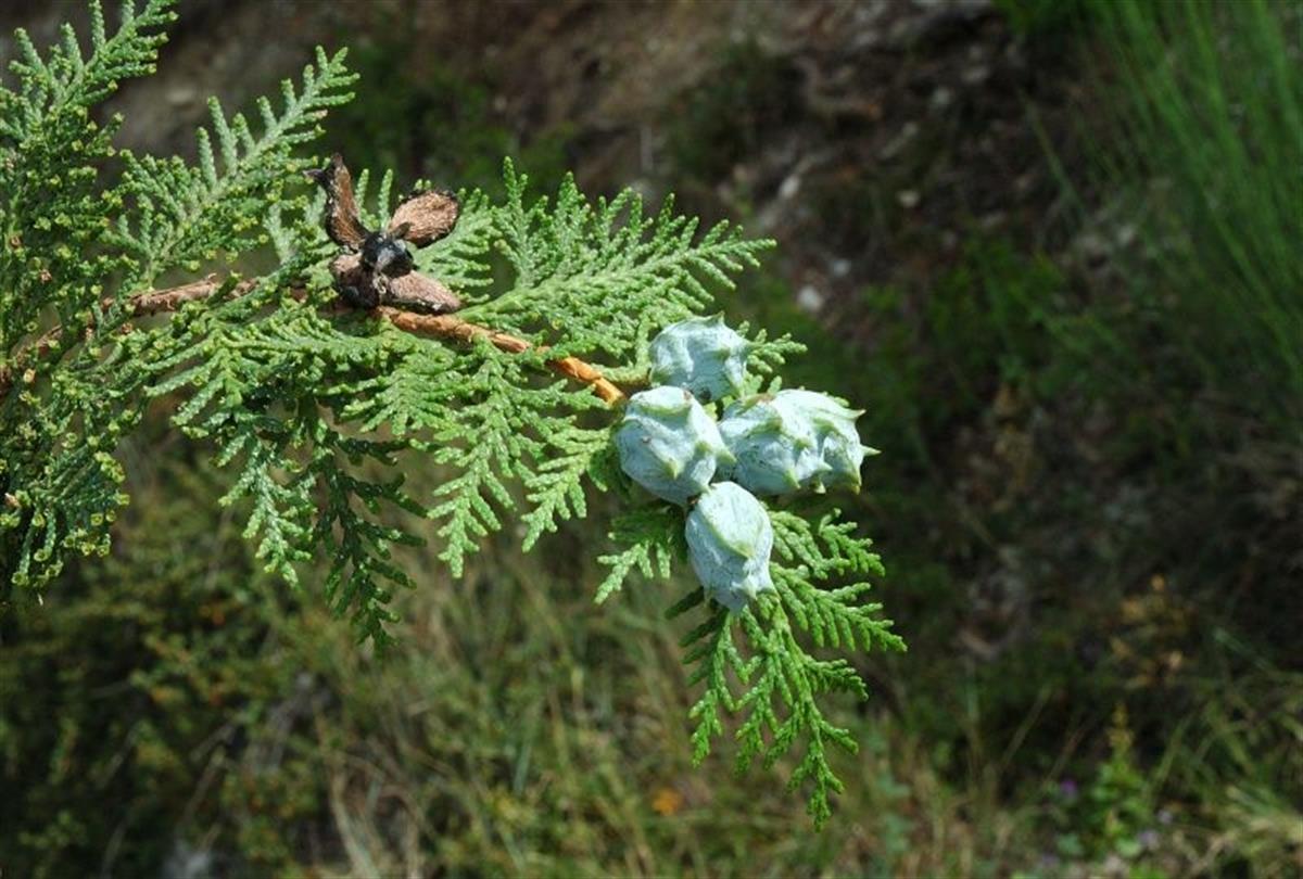 Thuja orientalis Yeşil Çit Mazı Fıdanı