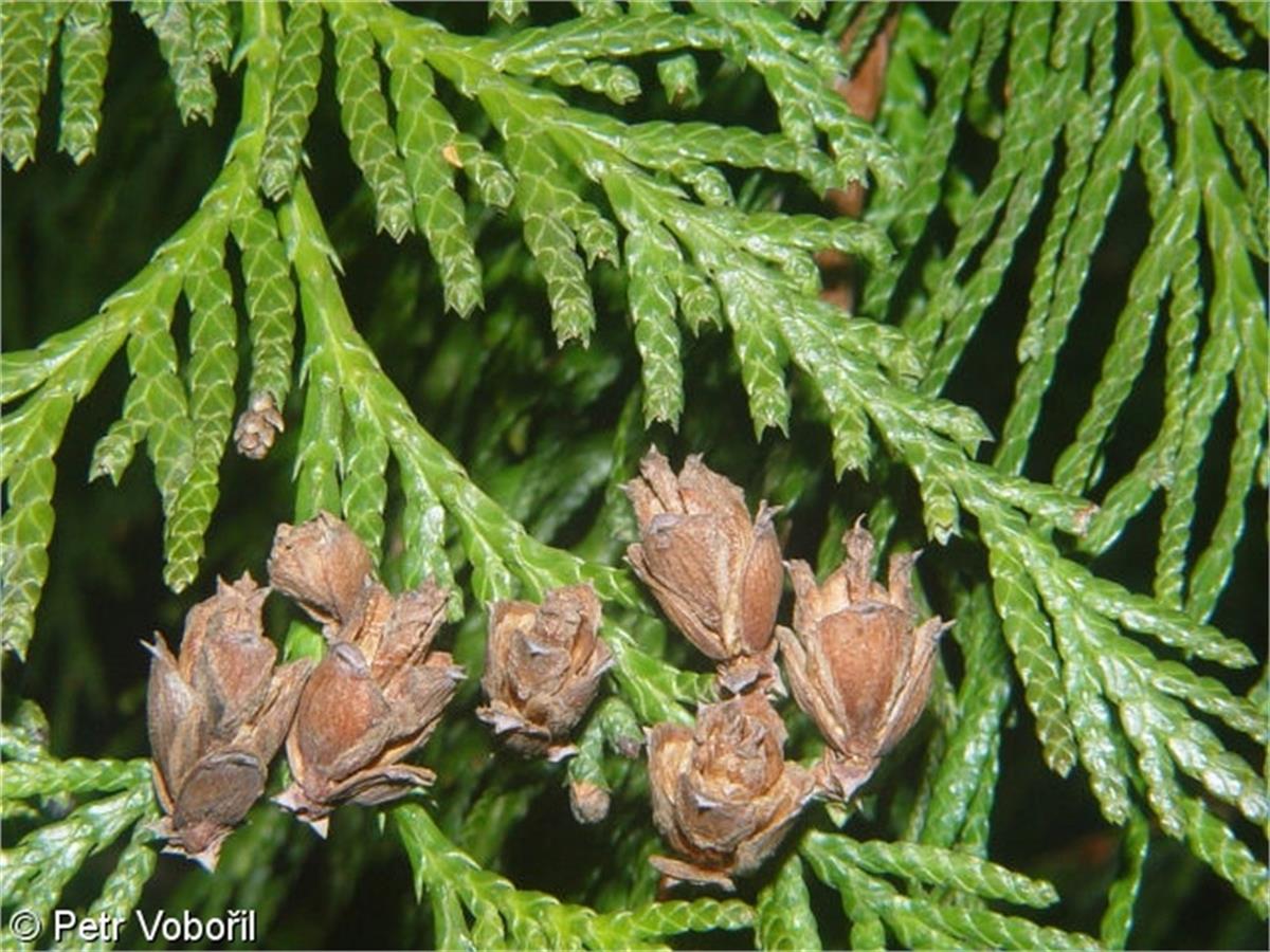 Thuja species Mazı fidanı