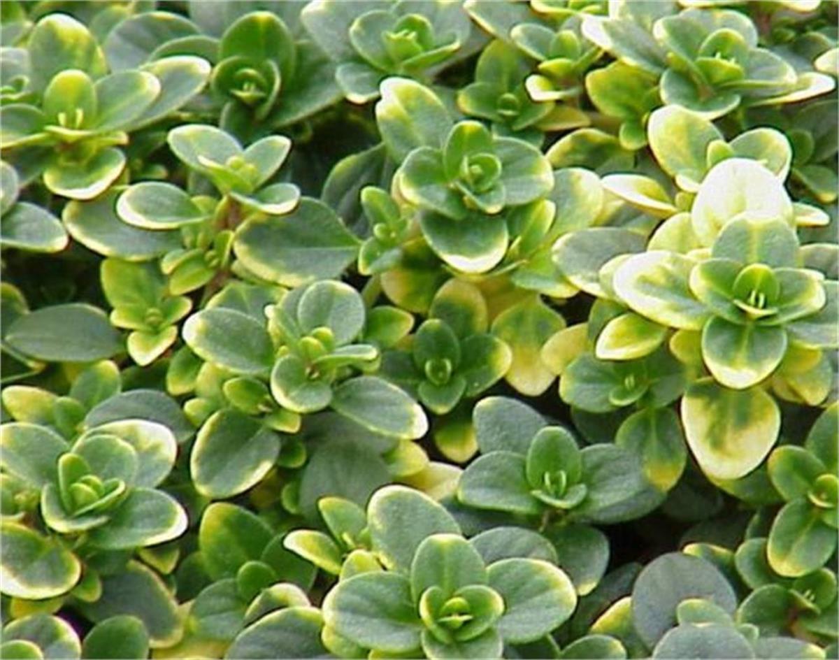 Thymus citriodorus Variegated Limon kekik fidesi