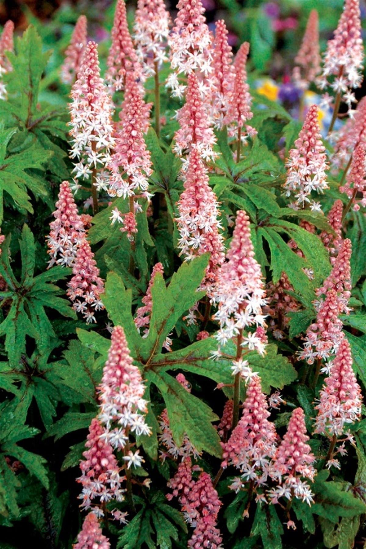 Tiarella Pink Skyrocket
