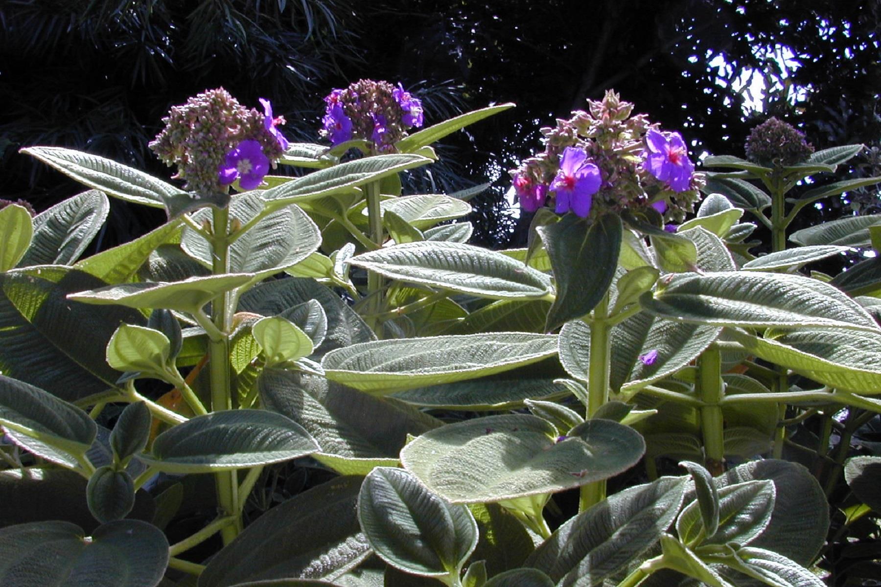 Tibouchina multiflora mor çiçekli tiboçina