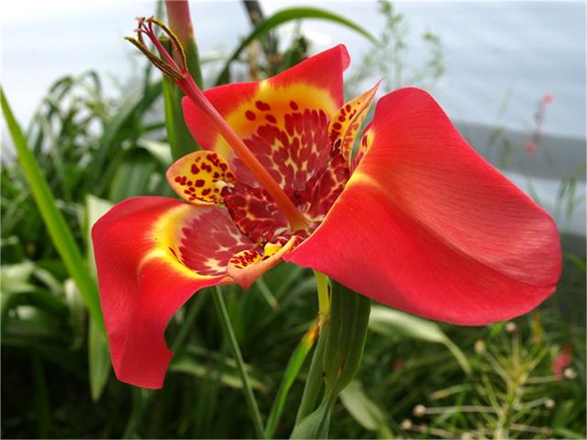 Tigridia red / Kaplan Çiçek Meksika Kabuk Çiçeği fidesi