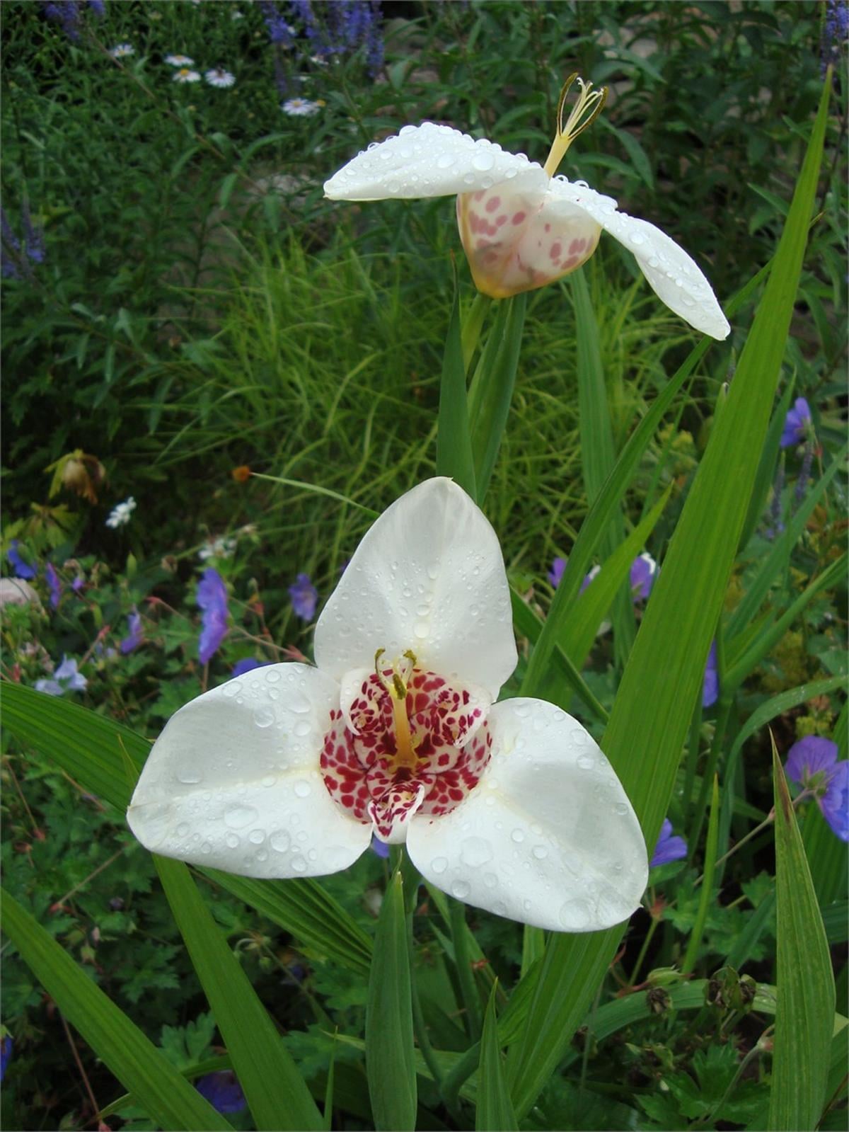 Tigridia white / Kaplan Çiçek Meksika Kabuk Çiçeği fidesi