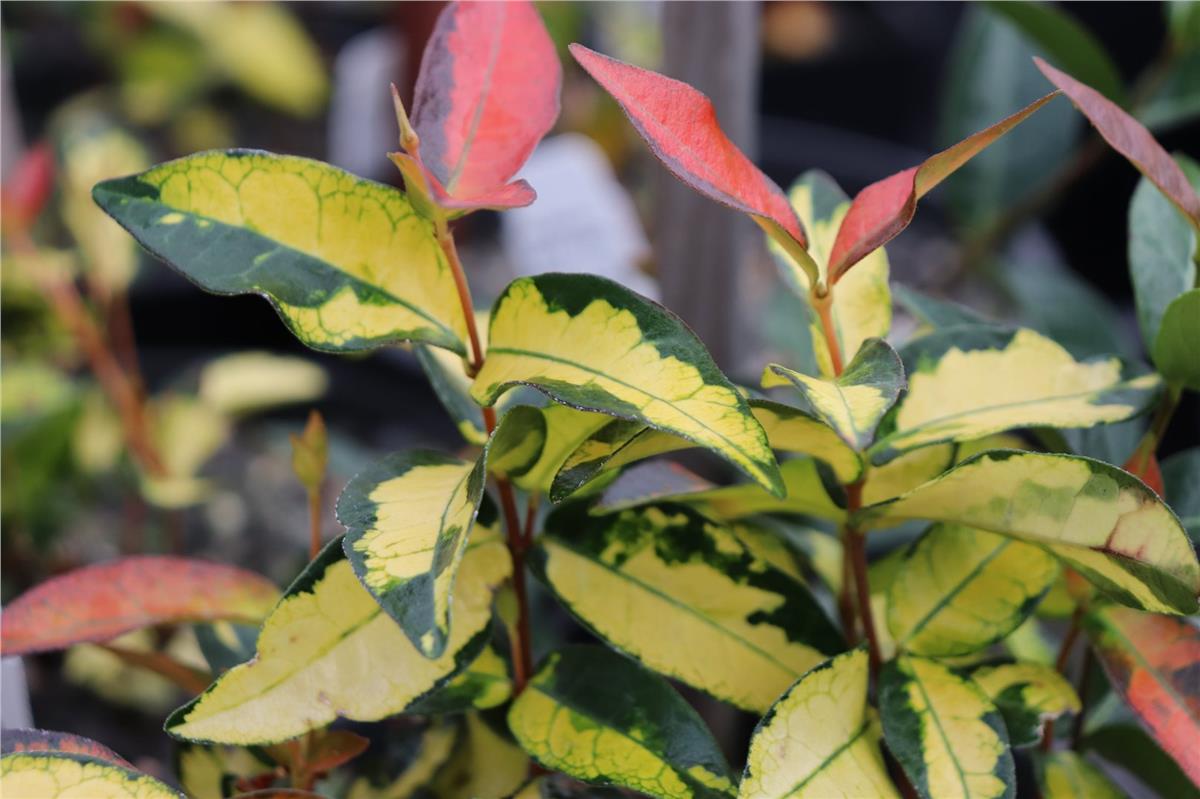 Trachelospermum asiaticum Ogon nishiki Arap yasemini fidanı