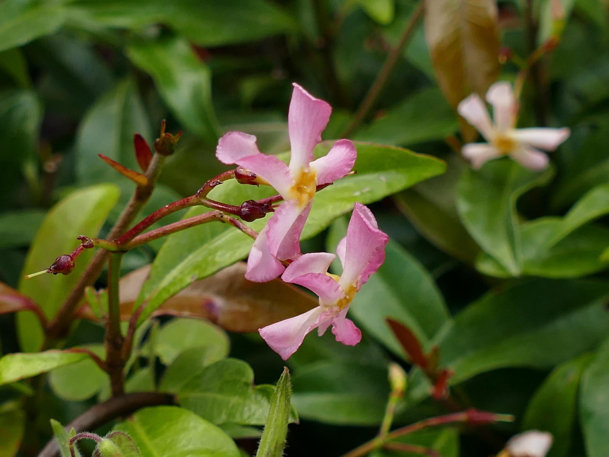 Trachelospermum asiaticum Pink Pembe Arap Yasemini fidanı