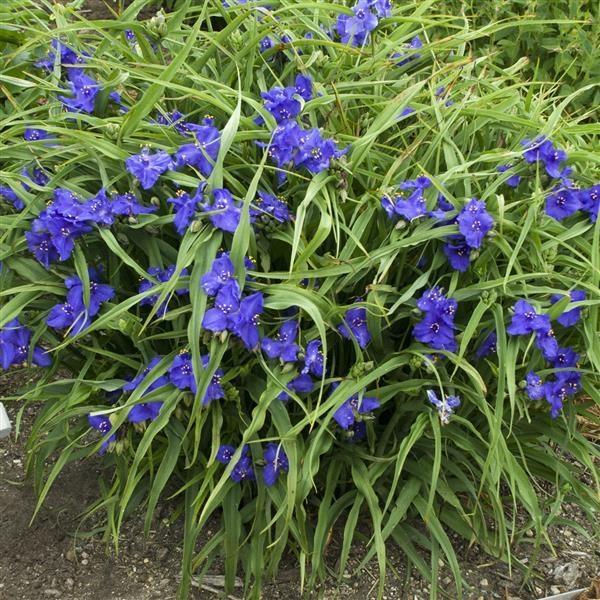 Tradescantia andersoniana mavi tradeskantia