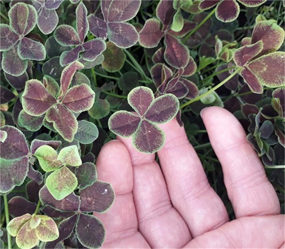 Trifolium repens Pentaphyllum uğurlu yonca fidesi
