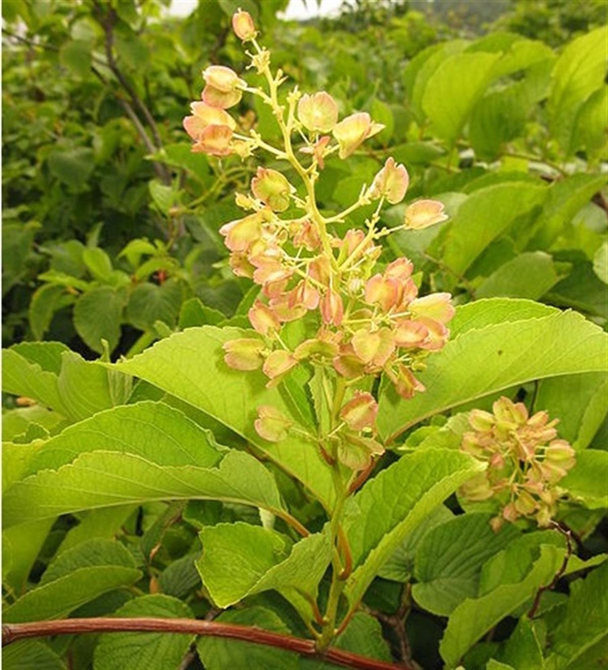 Tripterygium regelii