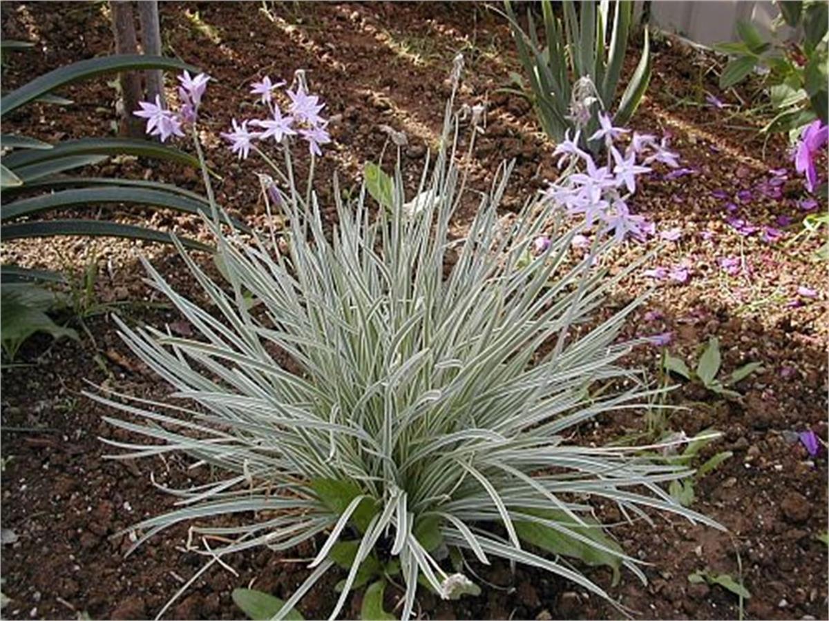 Tulbaghia vio. Silver Lace Alaca Sosyete sarmısak Tulbahya fidesi