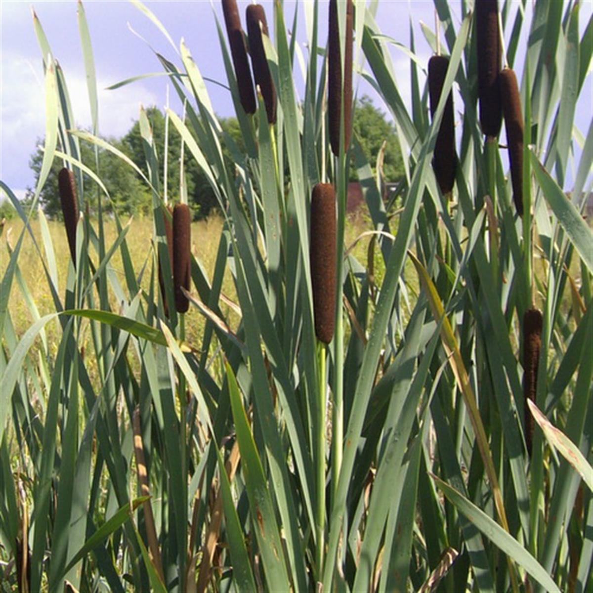 Typha latifolia Şeytan mumu Kedi kuyruğu Cil fidesi