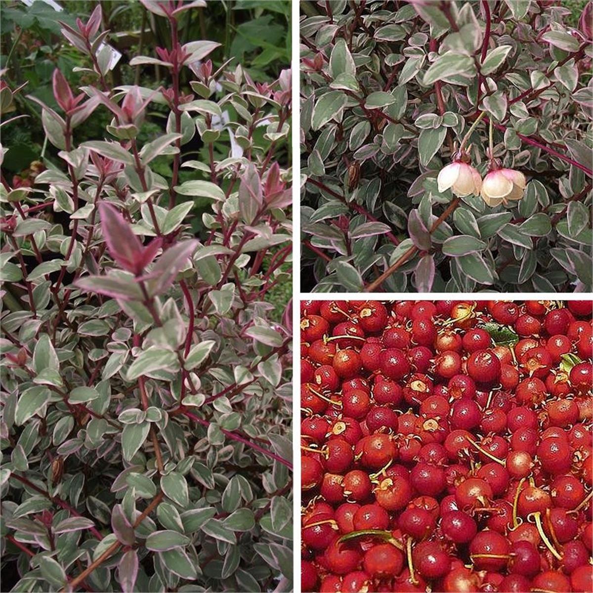 Ugni molinae Flambeau Şili Guava fidanı