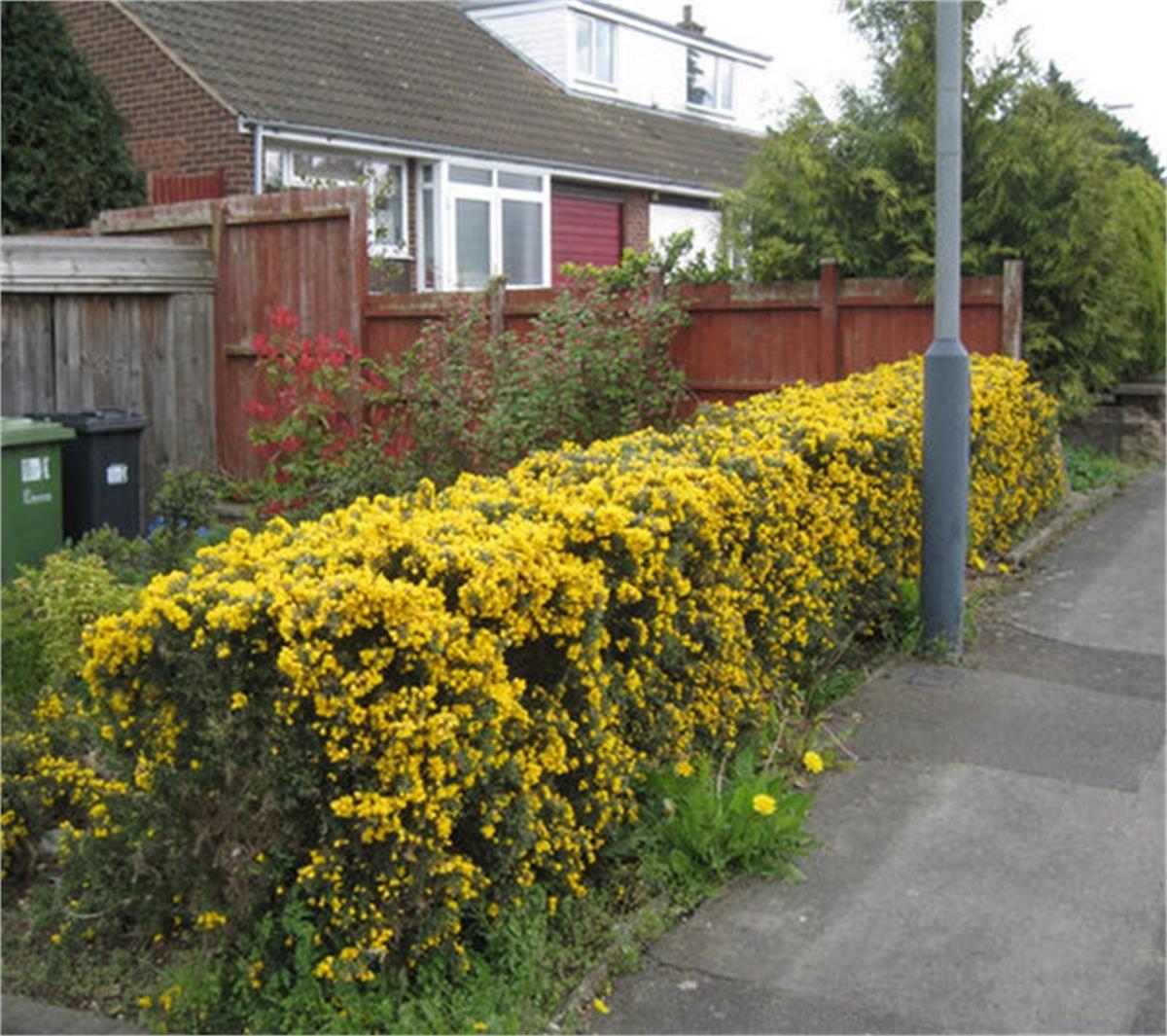 Ulex europaeus Dikenli katır tırnağı fidanı