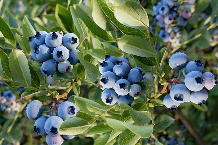 Vaccinium cor. Cargo Yaban Mersini Likapa fidan