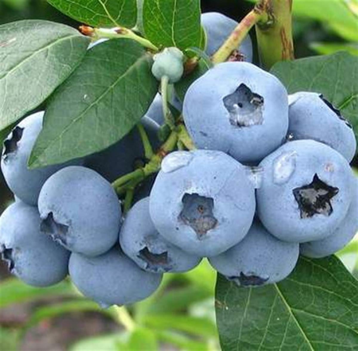 Vaccinium corymbosum Bluecrop Yaban Mersini Likapa fidanı