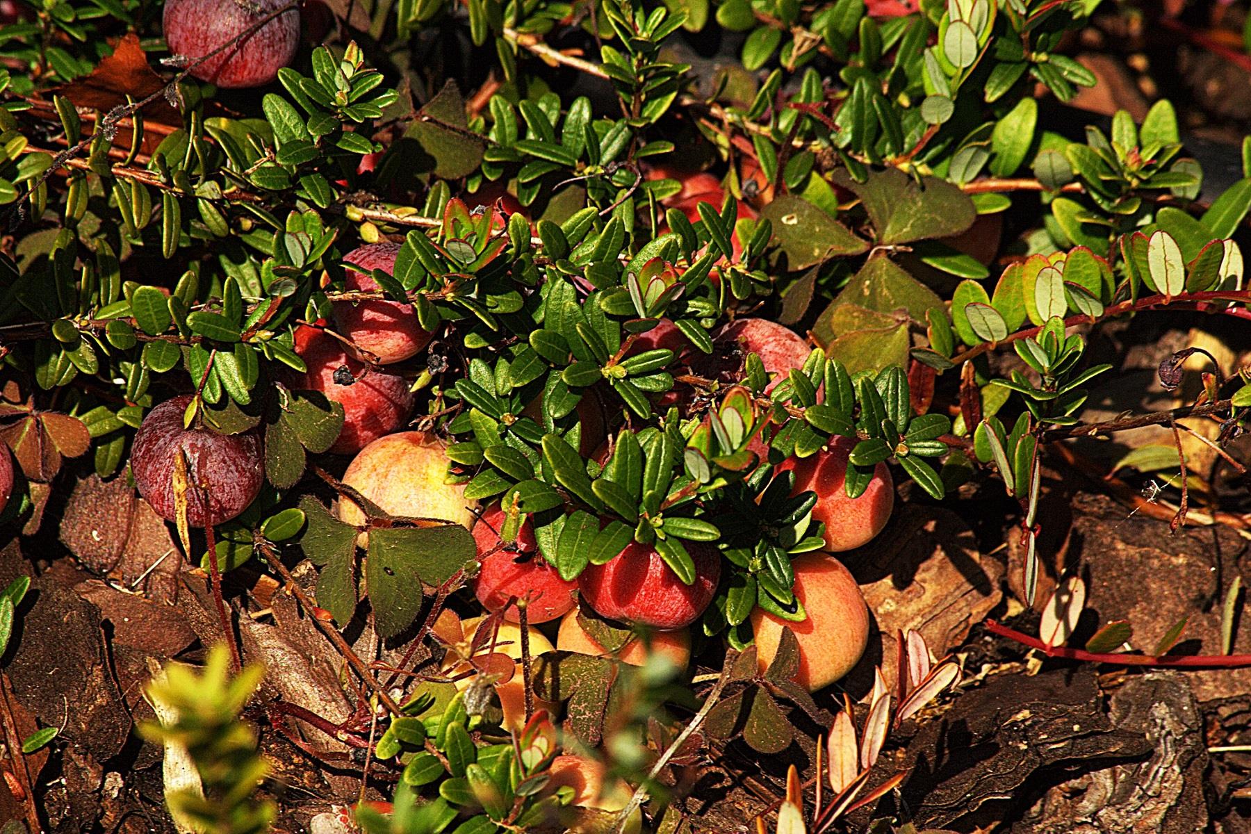 Vaccinium macrocarpon Pilgrim Turna Yemişi fidanı