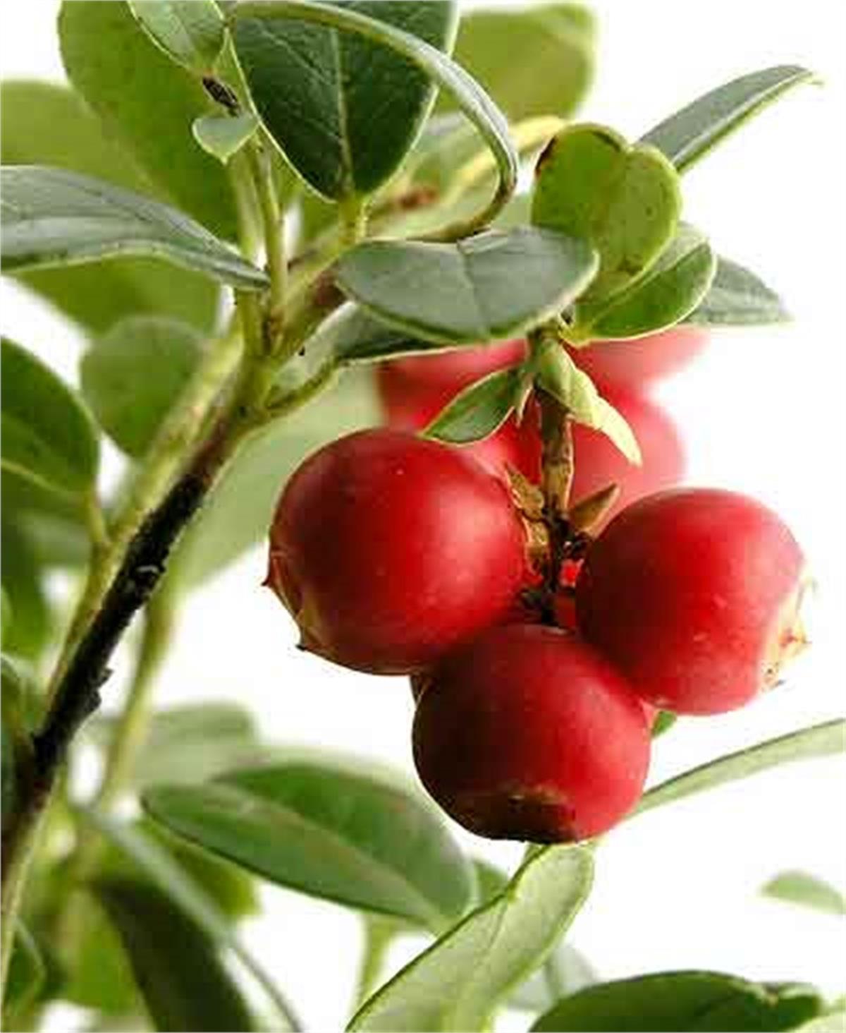 Vaccinium oxycoccus Cranberry Turna yemişi fidanı